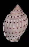 Semicassis adcocki seashell for sale