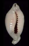 Cypraea rostrate  cowries.info collector shell sales
