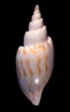 Lyria aphrodite Volute  seashell for sale