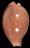 Cypraea barclayi  seashell for sale