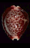 Cypraea Erosaria bellatrix  seashell for sale