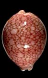 Cypraea Lyncina broderipii  seashell for sale