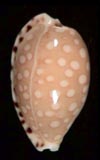 Cribrarula cumingii Cypraea  seashell for sale