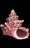Turbo debesi cowries.info collector shell sales