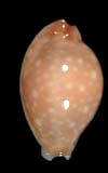Cypraea dillwyni  cowries.info collector shell sales