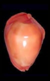 Zoila edingeri  cowries.info collector shell sales
