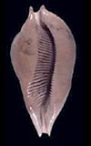 Umbilia eximia  cowries.info collector shell sales