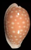 Cypraea fallax  cowries.info collector shell sales