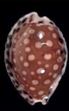 Cypraea garciai  cowries.info collector shell sales