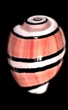 Aplustre  cowries.info collector shell sales