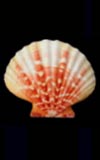 Annachlamys iredalei  cowries.info collector shell sales