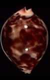 Zoila jeaniana  cowries.info collector shell sales