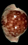 Cypraea kesslerorum  cowries.info collector shell sales