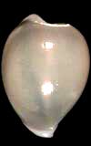 Cypraea levissima  cowries.info collector shell sales