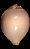 Zoila mariellae  cowries.info collector shell sales