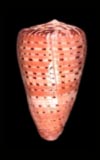 Conus medoci  cowries.info collector shell sales