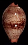 Cypraea langfordi  cowries.info collector shell sales
