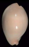 Cypraea nymphae  cowries.info collector shell sales