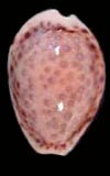 Cypraea ostergaardi  cowries.info collector shell sales