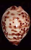 Zoila perlae  cowries.info collector shell sales