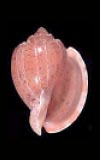 cowries.info collector shell sales