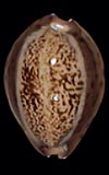 Cypraea robertsi  cowries.info collector shell sales