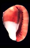 Cassis rufa  cowries.info collector shell sales