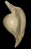 Umbilis siphonata  cowries.info collector shell sales