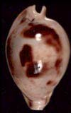 Cypraea teramachii  cowries.info collector shell sales
