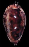 Zoila thalamega  cowries.info collector shell sales