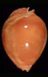Zoila thersithes golden  cowries.info collector shell sales