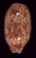 acicularis sanctaehelenae