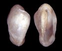 Spondylus pickeringae