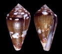 cholmondeleyi