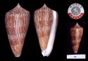 thalassiarchus azona