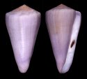 generalis
