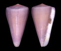 generalis
