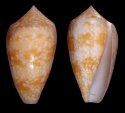 praelatus sindon