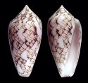 sugillatus