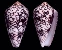 radiatus