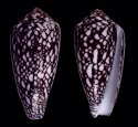 marmoreus