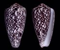 marmoreus