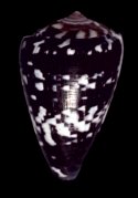 mindanus agassizii