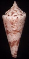 saecularis