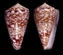 phlogopus