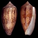 coccineus