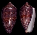 coccineus var.