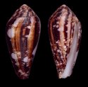 magus assimilis