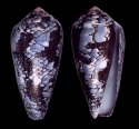 sugillatus