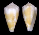 betulinus rufoluteus